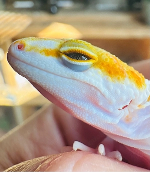 Leopardgecko Mädchen Oriana 