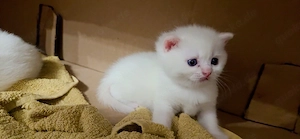 3 BKH-Kater suchen ein liebevolles Zuhause   geboren am 13.07.2026