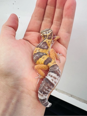 Leopardgecko Mädchen "Bellini"     