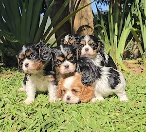 Cavalier King Charles spaniels Cavapoo welpen 