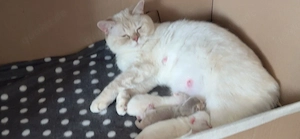 3 süße BKH-Kater   tierärztlich untersucht & entwurmt Bild 10