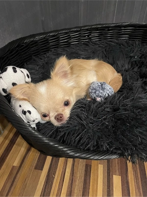 Liebevolle Mini Chihuahua Hündin