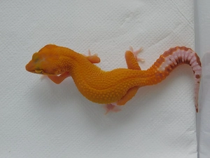 1.0 Raptor Leopardgecko Männchen abzugeben! Stonewash Mandarin Tangerine Eublepharis macularius