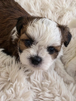 Wunderschöne Shih-Tzu Welpen suchen ihr Für-immer-Zuhause!