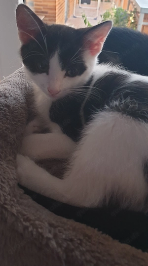 Katzenbaby (Junge) in liebevolle Hände abzugeben 