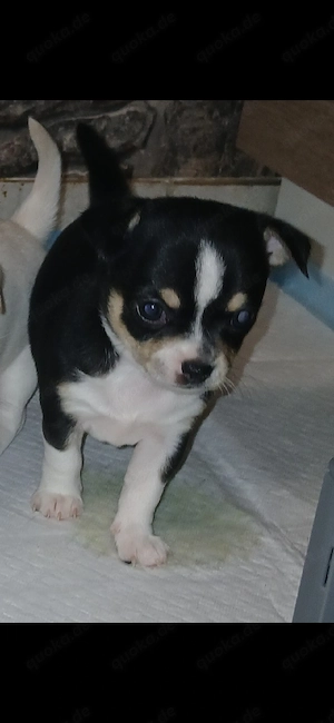 Chihuahua welpe 