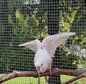 Floeckchen sucht neuen Koernergeber