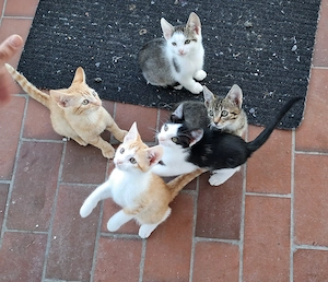BabyHausKatzen - Familienkatzen suchen dringend einen Platz
