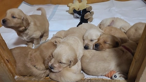  Golden Retriever  Welpen vom EKU Züchter