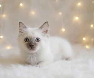 Heilige Birma Kitten