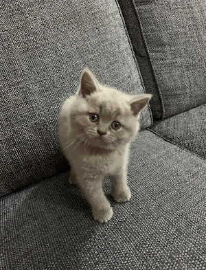 Reinrassig Britisch Kurzhaar BKH kitten