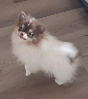 Pomeranien Welpe in einzigartiger Farbe abzugeben 