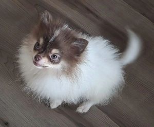 Pomeranien Welpe in einzigartiger Farbe abzugeben 