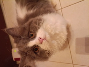 BLH Katzen 3 Monate alt 