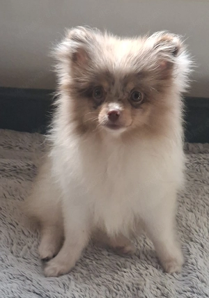 hübsches Pomchi Mädchen abzugeben
