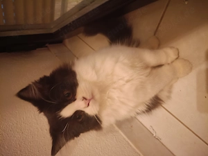 BLH Katzen 3 Monate alt 