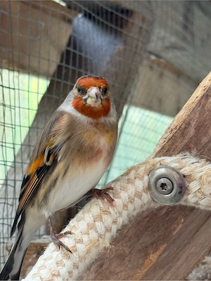 Kanarienvogel