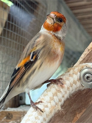 Kanarienvogel