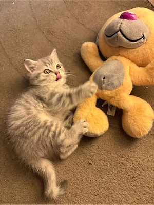 BKH Kitten junge 