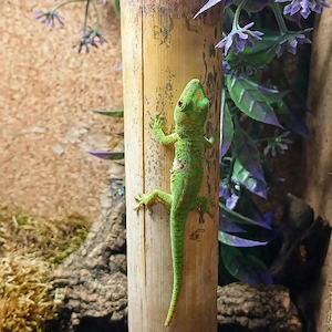 Phelsuma Grandis Jungtier