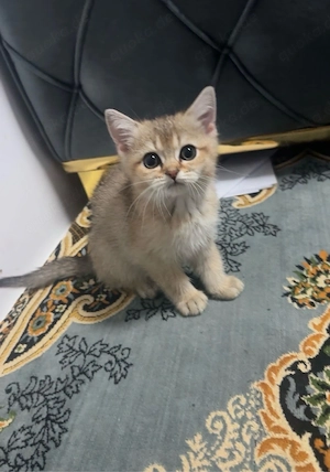 Wunderschöne BKH-Kitten suchen ihr zuhause