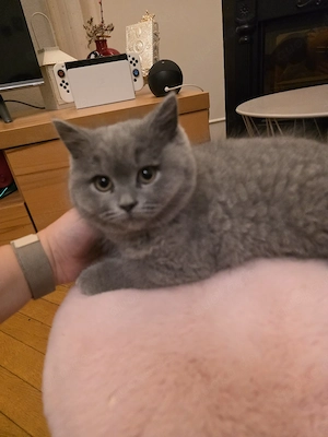 Süßes Katzenbaby