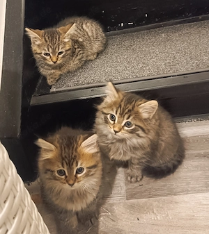   Nur noch 3 wunderschöne BKH-Kitten suchen ein Zuhause   