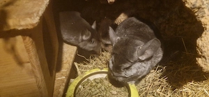 2 super liebe, zahme Chinchillamädels