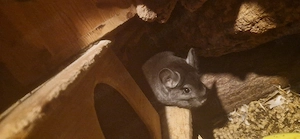 chinchillas 