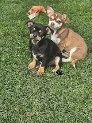 Chihuahua Mix welpen