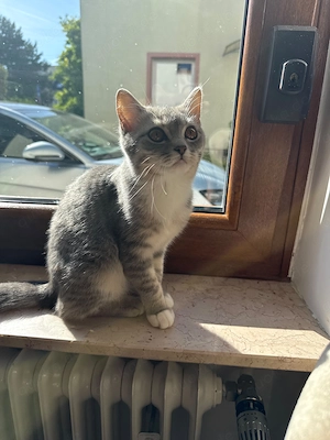 BKH Katzen 