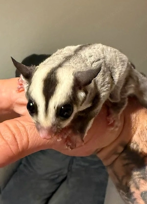    Sugar Glider Mädel sucht ein liebevolles Zuhause   