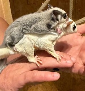    Sugar Glider Mädel sucht ein liebevolles Zuhause   