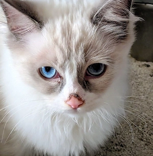 Ragdoll Kitten mit Stammbaum , Lieferung nach München, Ingolstadt, Nürnberg, Bamberg 