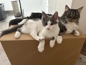 Zuckersüße Main Coon Mix Kitten