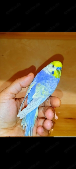 handzahm Wellensittich Violett Rainbow Zahm Vögel 