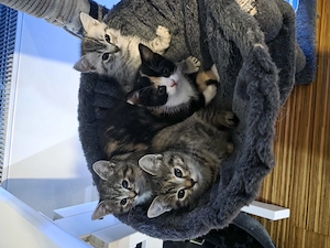 BKH kitten 