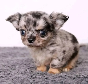 Chihuahua Welpen ,reinrassig, liebevoll aufgezogen