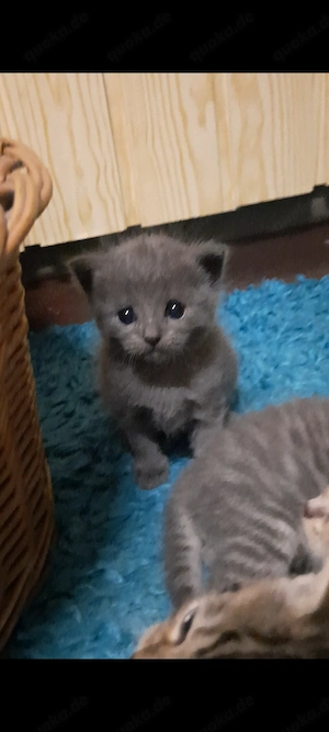 BKH in Blau und Silber Tabby 