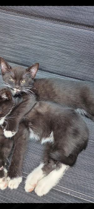 kater jung 