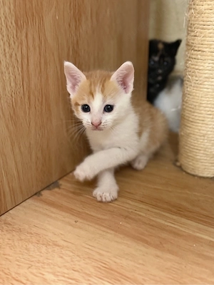 katzenbabys