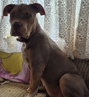 American Bully XL Hündin Welpe