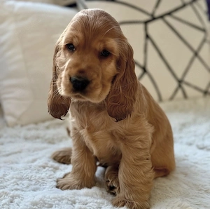 Charming Cocker Spaniel Welpen!