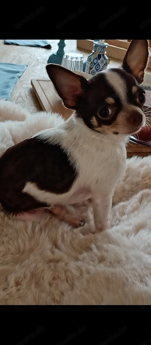 Kleiner  Chihuahua Deckrüde ,ab  Oktober im Einsatz.