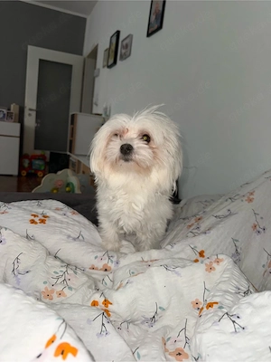 Luna sucht ein liebevolles neues Zuhause     