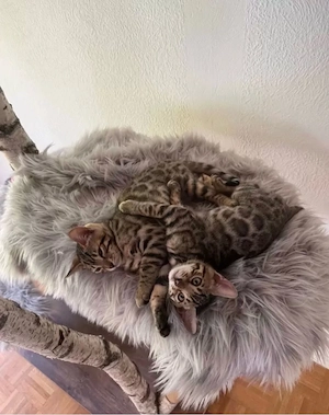 Bengalkitten mit Stammbaum auszugsbereit!