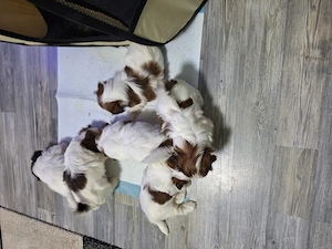Junge Shih Tzu Welpen suchen bald ein neues Zuhause