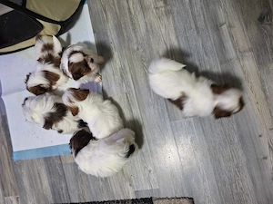 Shih Tzu Welpen suchen bald ein neues Zuhause