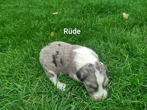 Australian Shepherd Welpen 