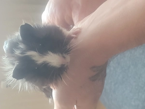 Meerschweinchen männlich